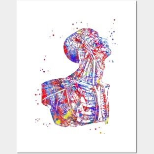 Human anatomy, human body, torso Posters and Art